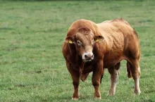 Byk zaatakował rolnika. 60-latek nie żyje