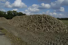 pryzma, buraki, buraki cukrowe, odbiór buraków