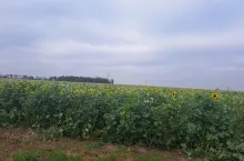 Ekoschematy: jaka kara za brak okrywy glebowej do 15 lutego?