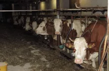 Zdaniem sądów, niewłaściwe warunki bytowania istnieją wówczas, gdy nie zapewniają zwierzęciu opieki i ochrony oraz nie odpowiadają potrzebom gatunku, rasy, płci i wieku