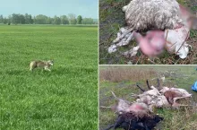 Owce zagryzione przez wilki w woj. lubuskim