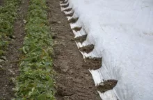 Jednym ze sposobów przytrzymania okrywy z agrowłókniną białej jest przysypanie glebą, ale w tym celu gleba nie może być zamarznięta