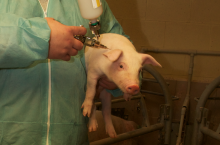 Nawet najlepsza szczepionka nie zadziała prawidłowo, jeśli zostanie podana niepoprawnie