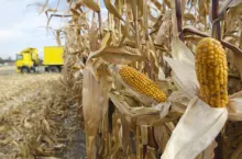 kukurydza w trakcie żniw