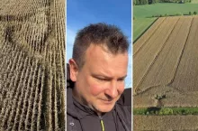 Dziki plądrują uprawę kukurydzy w gospodarstwie Grzegorza Bardowskiego