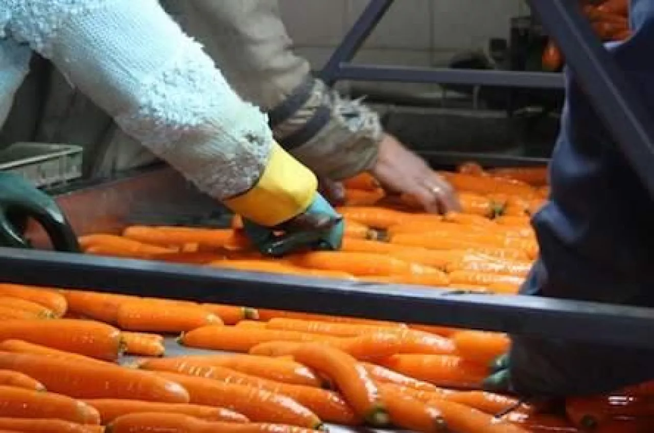 marchew, zbiory marchwi