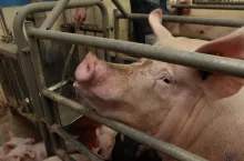 apetyt locha woda pasza