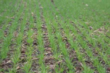 Jęczmień browarny wysiany po kukurydzy