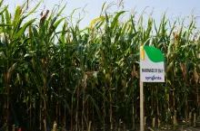 Sztandarową, doskonale skomponowaną mieszaniną trzech odmian w jedym worku jest MaxiMaize. Na przyszły sezon będzie w wersji MaxiMaize SY 260 E