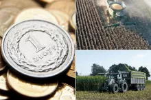 Kukurydza 2025 na minusie. Rolnik traci 3,5 tys. zł na każdym hektarze