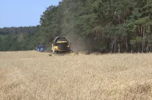 Koszenie zboża przy lesie