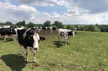 krowy mleczne na pastwisku