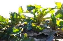 Zboża przetrwają mróz. Ocieplenie może je zniszczyć w kilka dni