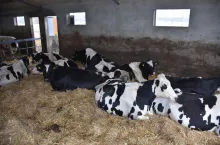 Obszar legowiskowy dla krów to głęboka sciółka