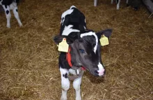 cielak, krowa, młoda krowa biało-czerwona