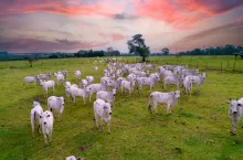 Bydło Nelore na farmie w Brazylii