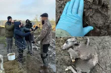 Atak wilków na zwierzęta w gospodarstwie rolnika z Podlasia