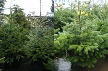 Jak dbać o choinkę, żeby nie zgubiła igieł? Proste zasady