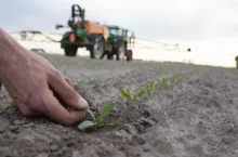 buraki, oprysk, pole, opryskiwacz