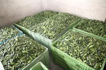 Segregowane ogórki.