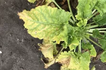 SBR syndrome basses richesses 