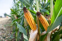 kukurydza, odmiana kukurydzy