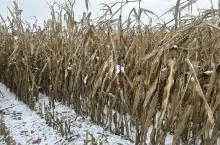 Zima grudzień 2023 r. na Żuławach niezebrana kukurydza