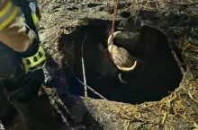 Głowa krowy wystaje z otworu szamba, do którego wpadła