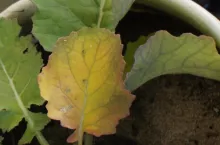 Objawem deficytu siarki w rzepaku jest zaczynająca się od brzegów chloroza międzynaczyniowa najmłodszych liści. Przy dużych niedoborach cierpią także łuszczyny. Są wtedy mniejsze, wygięte, jasnozielone z antocyjanowym przebarwieniem