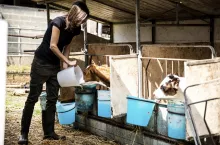 Zatrudnienie w gospodarstwie hodowlanym – umowa o pracę czy zlecenie?