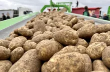 Ziemniaki po zbiorze