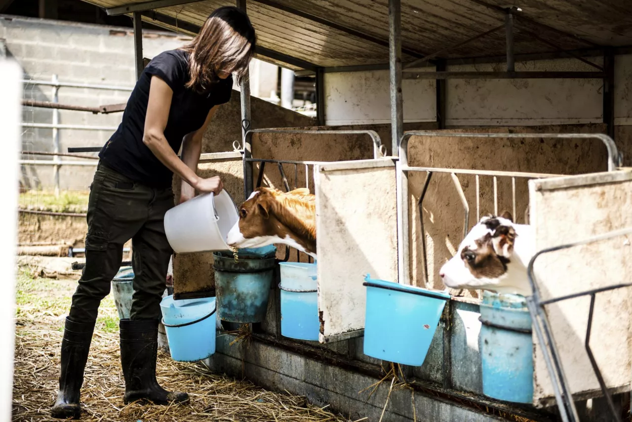 Zatrudnienie w gospodarstwie hodowlanym – umowa o pracę czy zlecenie?