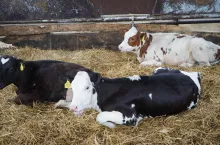 jałówki leżące na  słomie