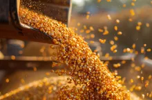 Kukurydza sypiąca się z rury zsypowej podczas rozładunku