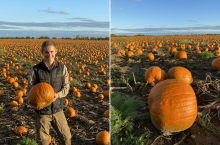 Duński rolnik Christian Olesen na polu dojrzeających dyń