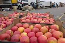 Jabłka na rynku hurtowym w Broniszach