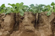 Masz fosfor w glebie, a rośliny głodują? Winne pH i zimna gleba