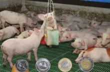 Ceny prosiąt na początku czerwca 2025