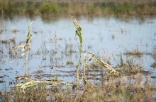 Tylko 20 proc. rolników korzysta z dopłat do ubezpieczeń! Jakie przyczyny i co zwykle ubezpieczają rolnicy?