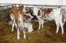 młode jałówki w kojcu na słomie