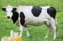 Ceny mleka na świecie lecą w dół. Masło aż -12,4 proc.