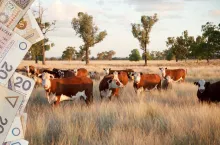 Bydło QMP: ile możesz zarobić? Sprawdź w kalkulatorze korzyści