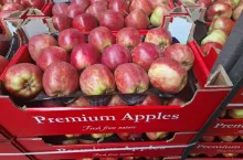 jabłka w kartonach na eksport