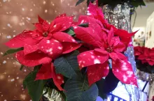 Poinsecja Fantasy Star