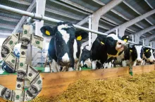 Świat ucieka, Europa stoi. Dlaczego na mleku coraz trudniej zarobić?