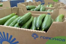 Ogórki importowane z Rosji