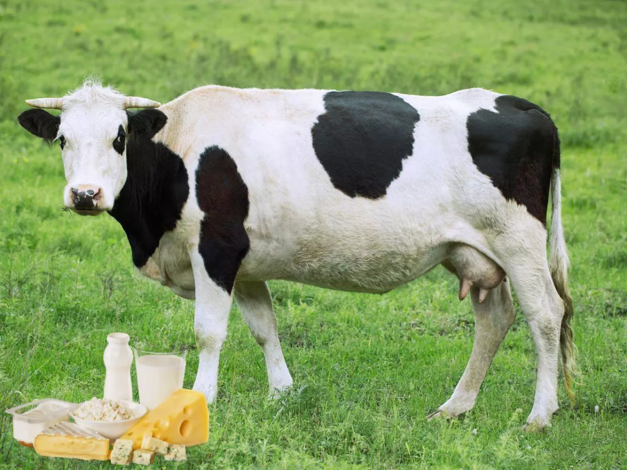 Ceny mleka na świecie lecą w dół. Masło aż -12,4 proc.