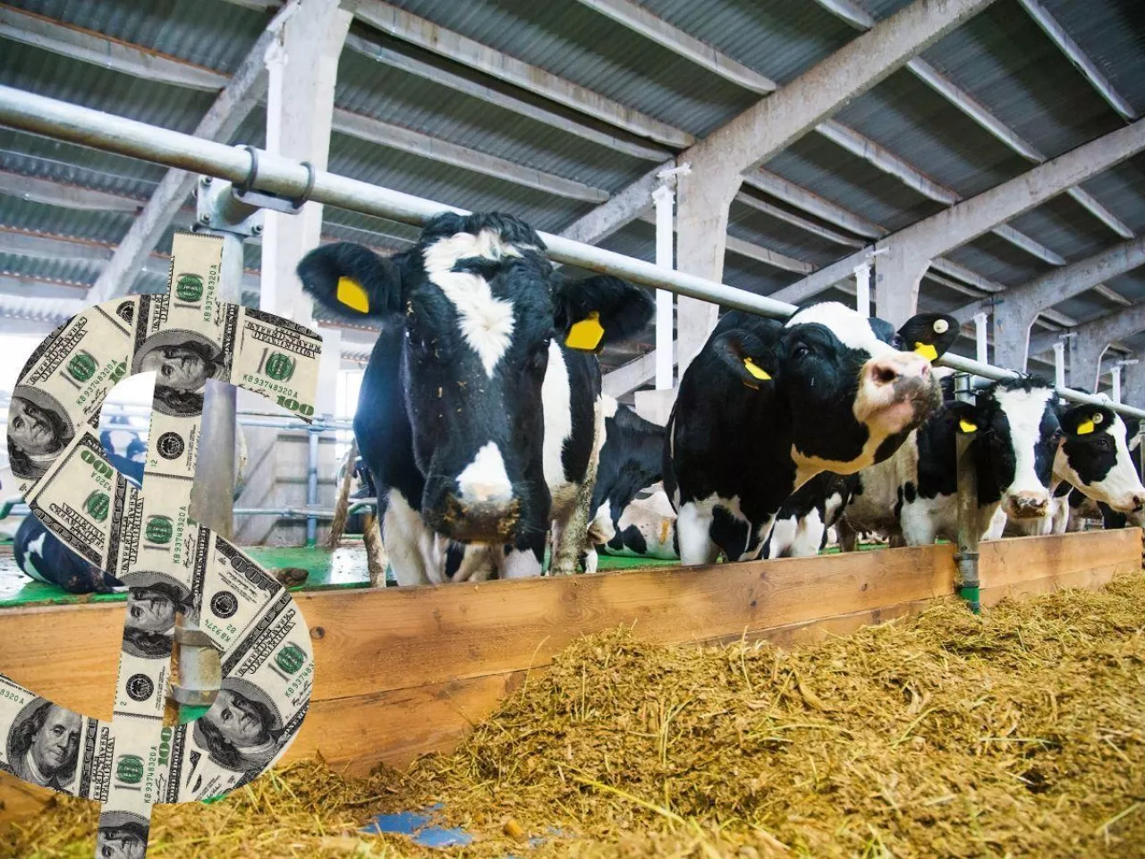 Świat ucieka, Europa stoi. Dlaczego na mleku coraz trudniej zarobić?