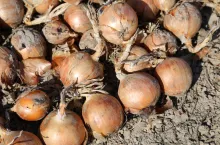 cebula, pole, uprawa cebuli