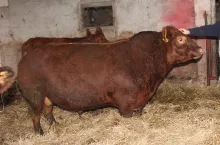 buhaj rasy Angusy kanadyjskiw oborze